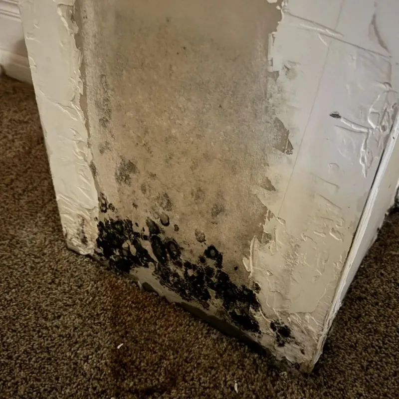 Professional Mold Removal in De Soto County, MS